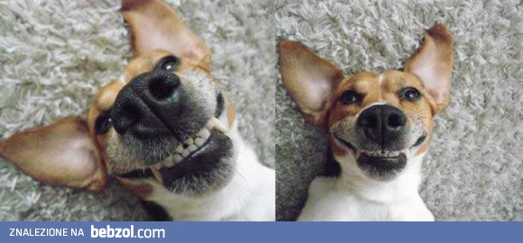 Uśmiechnięty psiak