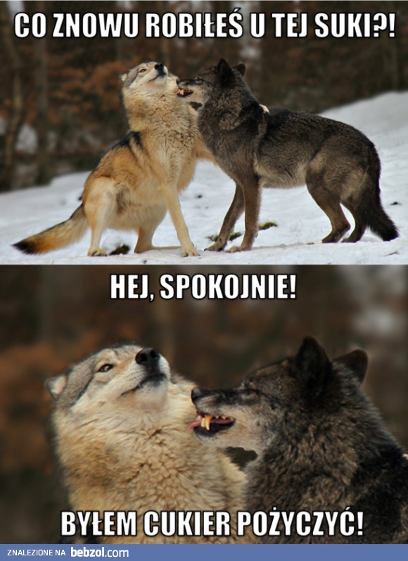 Co robiłeś u tej suki?