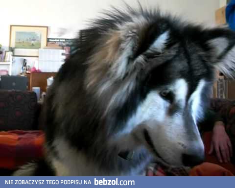 Pies ogląda się na laptopie