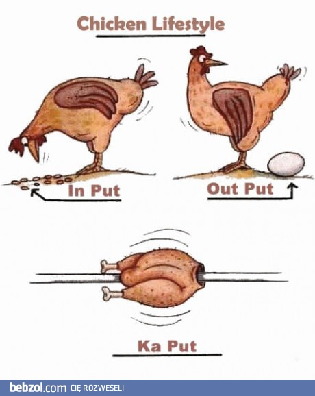 Cykl życia kurczaka