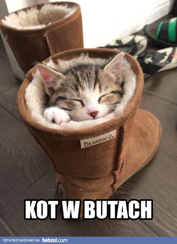 Kot w butach