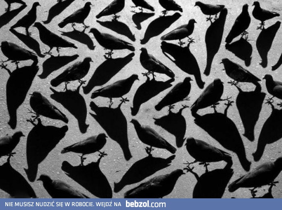 Ile widzisz gołębi?