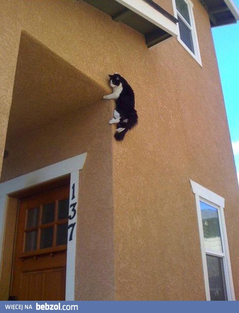 Spider...cat?