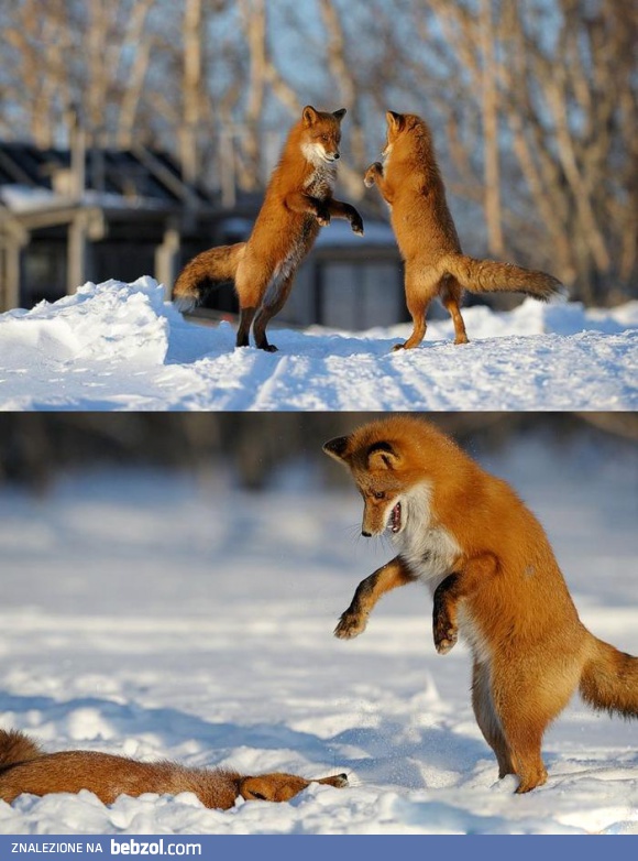 Jeden lisek się zepsuł