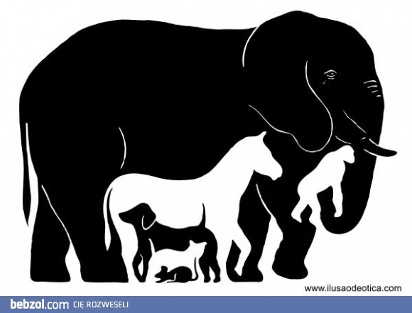 Ile widzisz zwierząt?