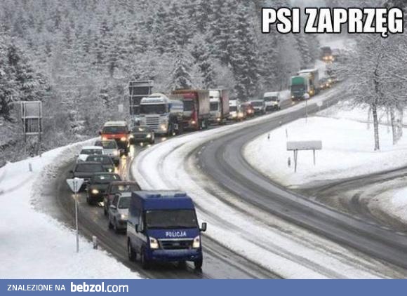 Psi zaprzęg 