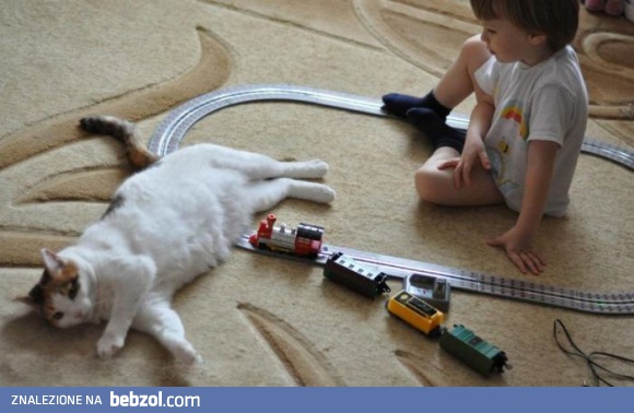 Kwintesencja kotowatości