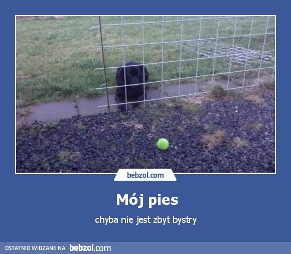 Mój pies
