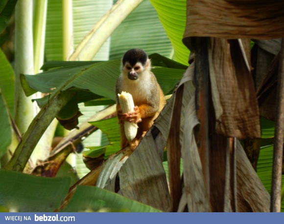 Coś mi nie smakuje ten banan