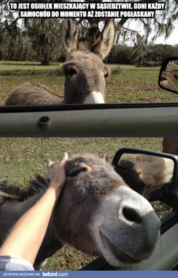 Osiołek z sąsiedztwa