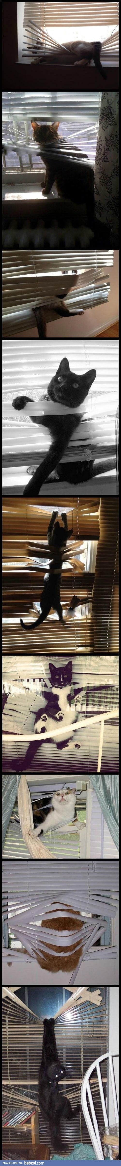 Koty vs żaluzje