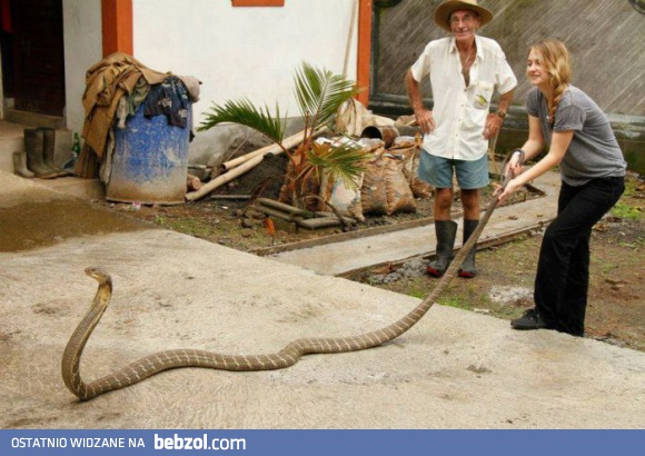 Azor, gdzie uciekasz?