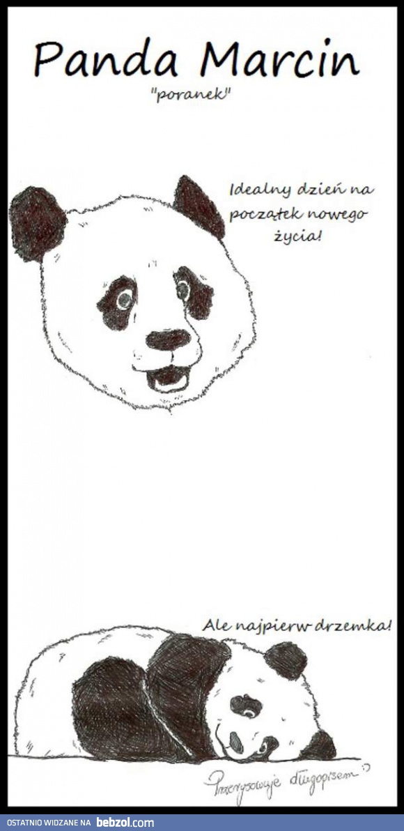 Typowy dzień pandy Marcina