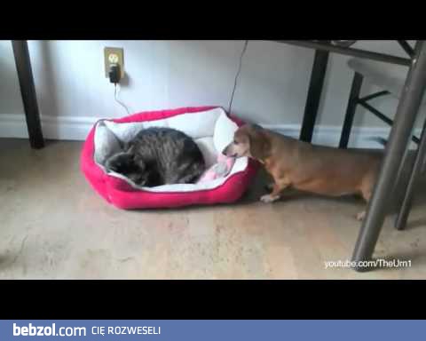 Koty kradną psom miejsce do spania