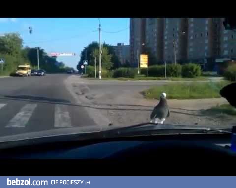 Bardzo leniwy gołąb