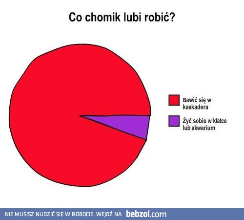 Co chomik lubi robić?