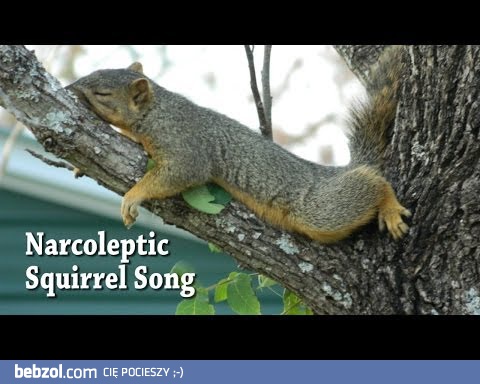 Piosenka o wiewiórce z narkolepsją