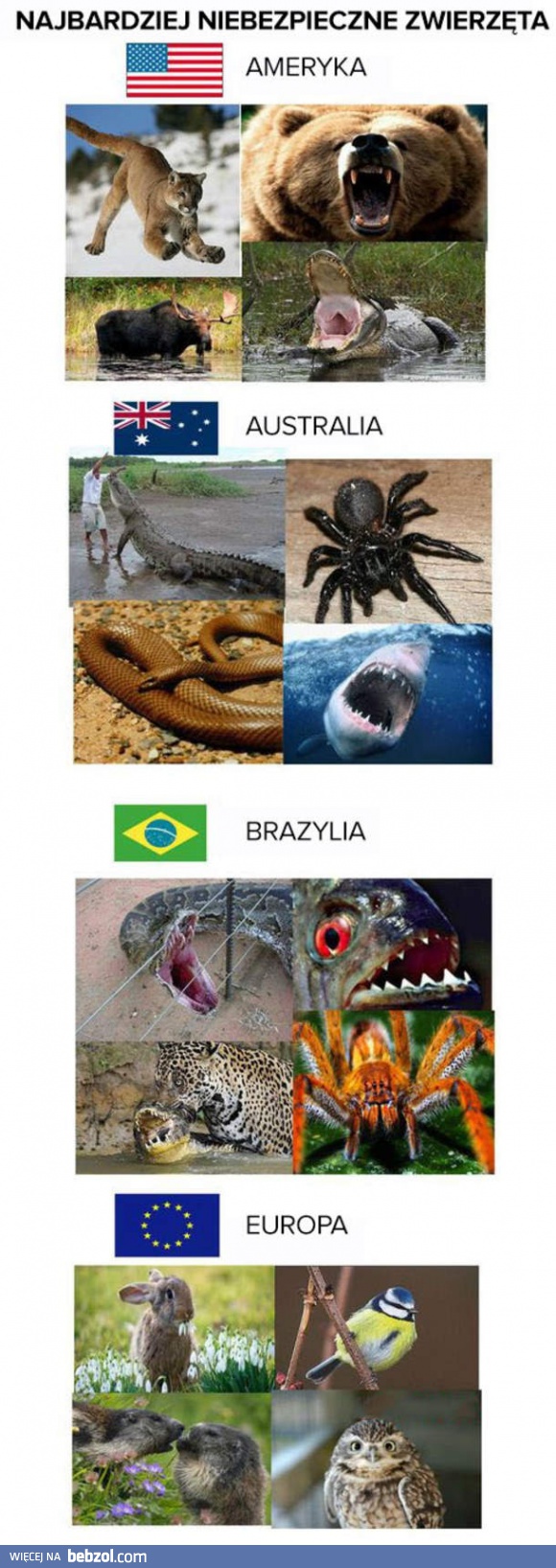 Niebezpieczne zwierzęta dookoła świata