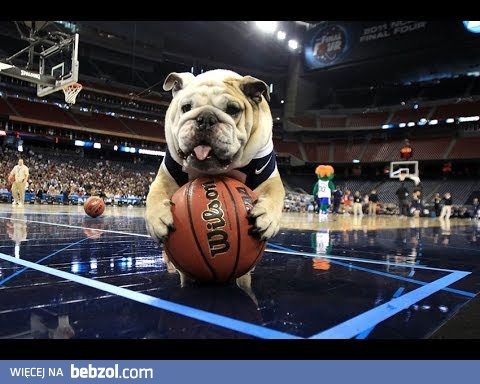 Bardzo sportowe zwierzaki