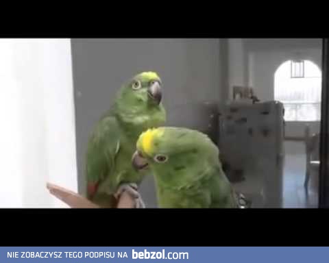 Śpiewające pijane papugi 
