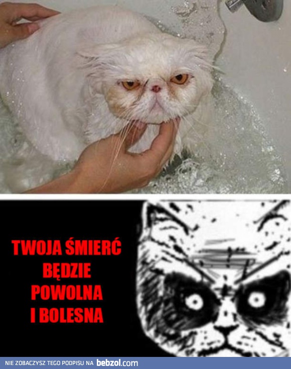 Chciałeś wykąpać kota? Zły pomysł!