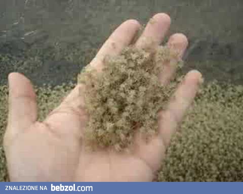 Szkraby - małe kraby