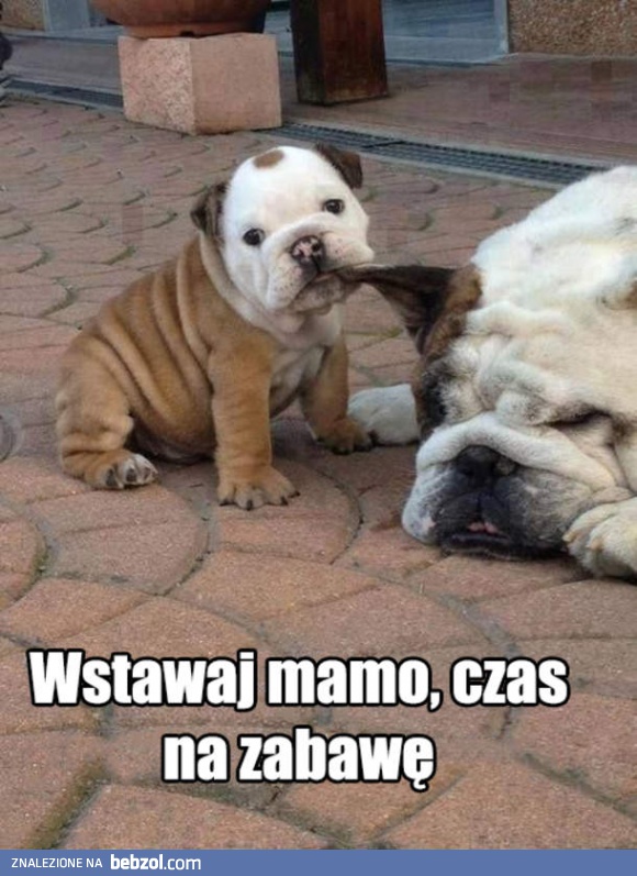 Wstawaj mamo!