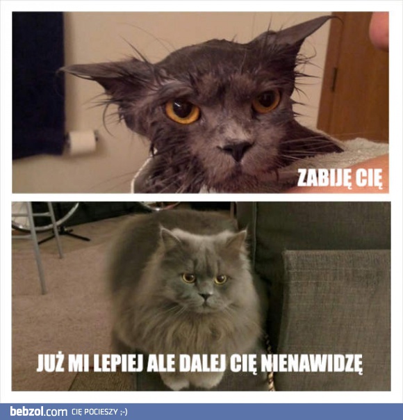 Kot po kąpieli