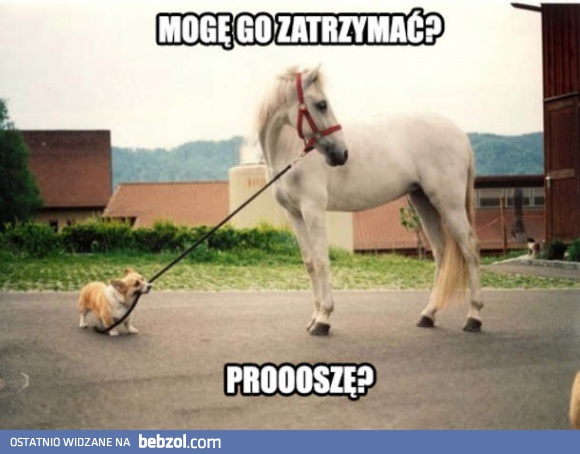 Mogę mogę mogę?