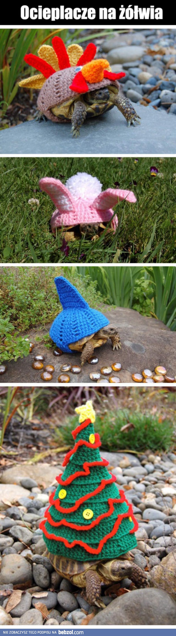 Ocieplacze dla żółwia