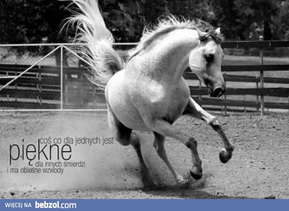 Prawda o koniach