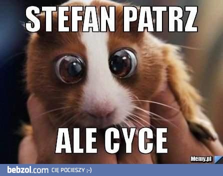 Stefan patrz!