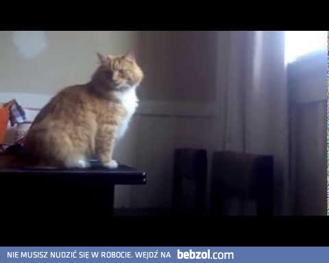 Kot i przygotowania do skoku