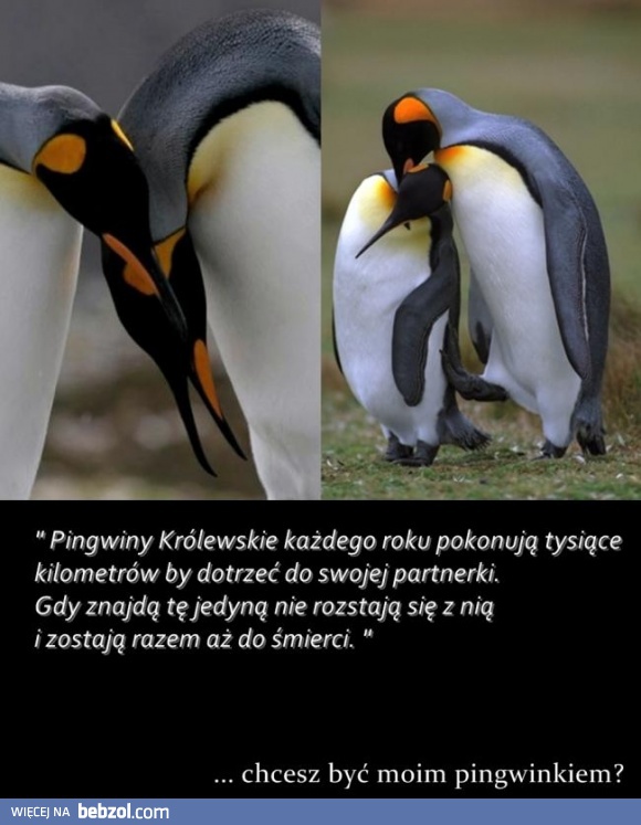 Pingwiny królewskie