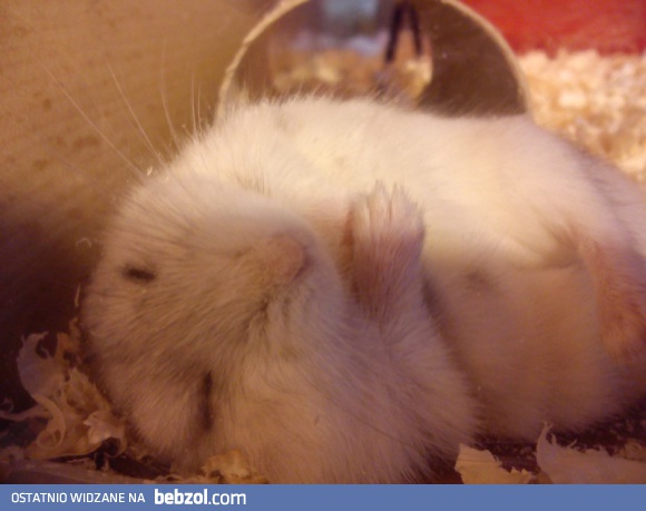 Obudźcie mnie jak skończy się olimpiada