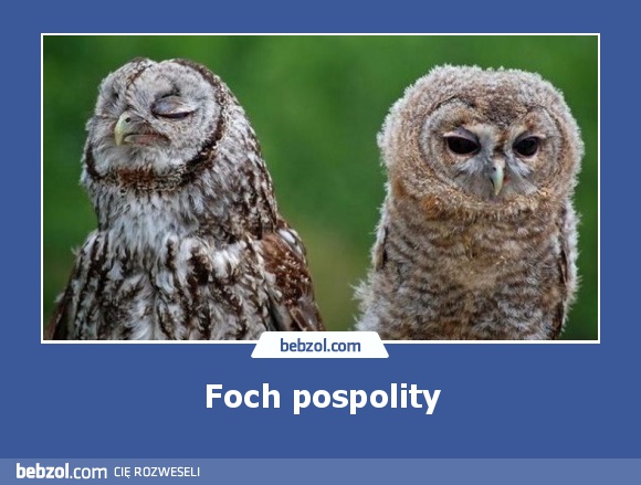 Foch pospolity