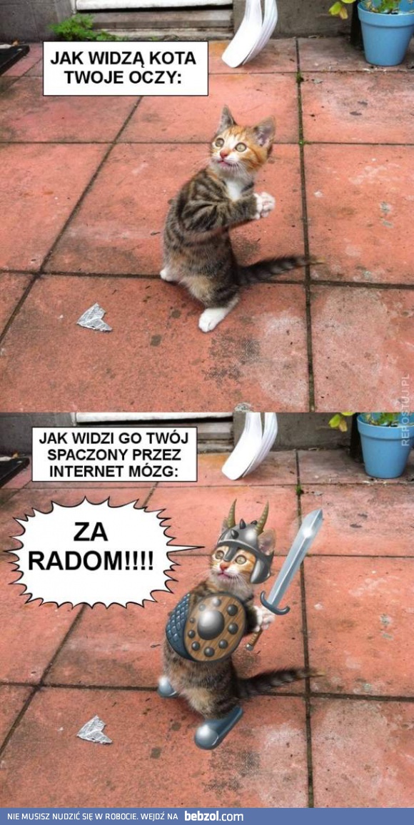 Jak widzimy koty