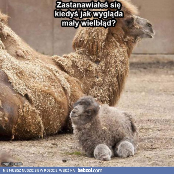 Jak wygląda mały wielbłąd?