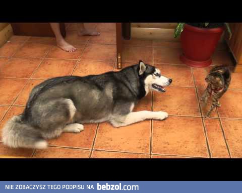 Husky, pogłaszcz kotka!