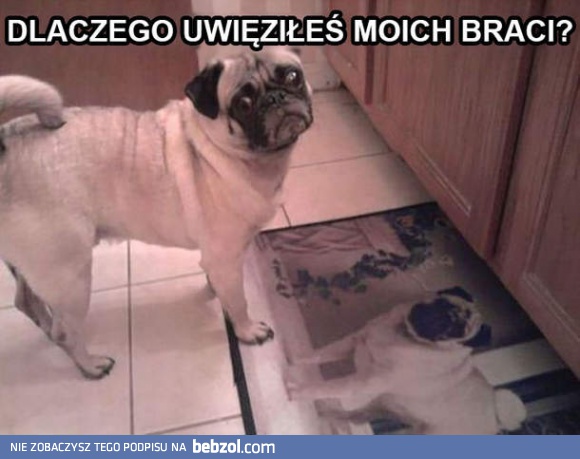 Dlaczego to zrobiłeś?