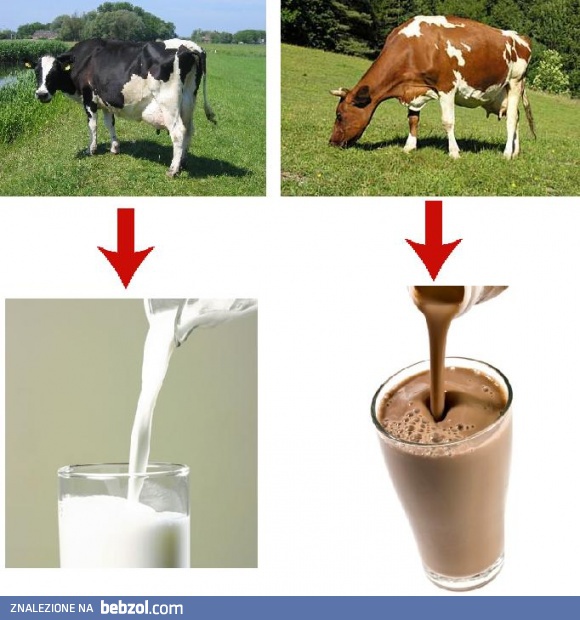 Tak się właśnie robi mleko