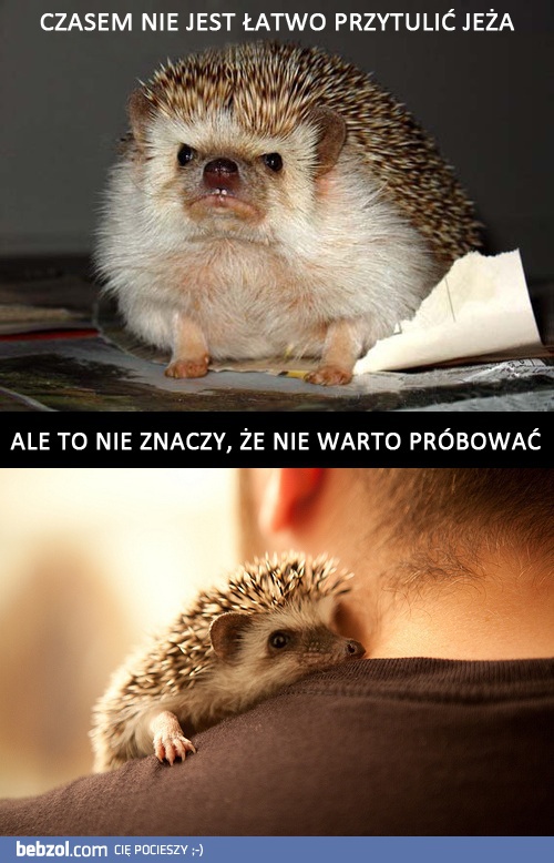 Jeżyk