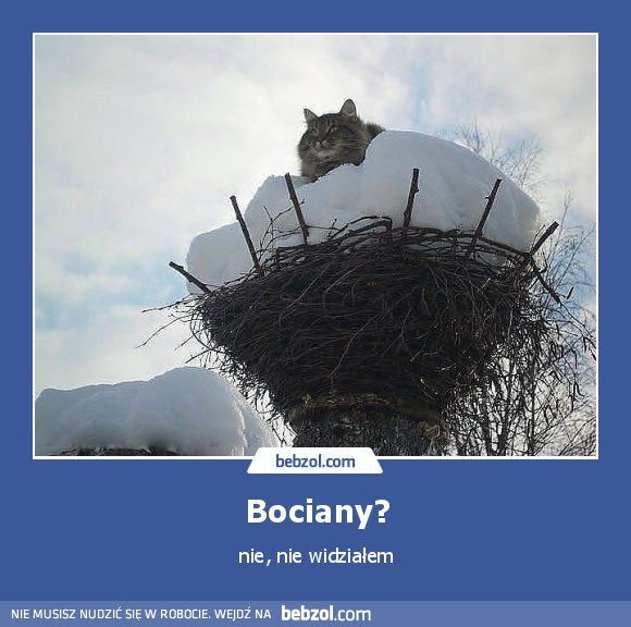 Bociany?