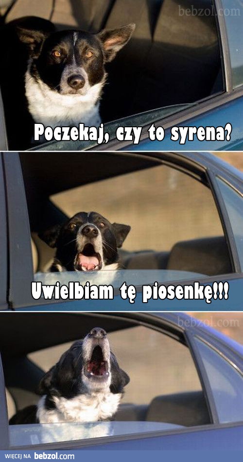 A cóż tak pięknie wyje?!