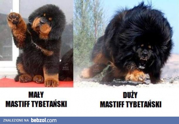 Mastiff tybetański