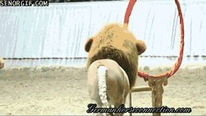 Ten lew jest jakiś lewy...