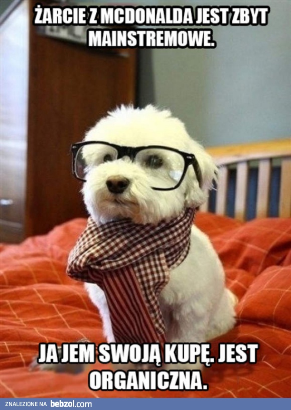 Pies hipster