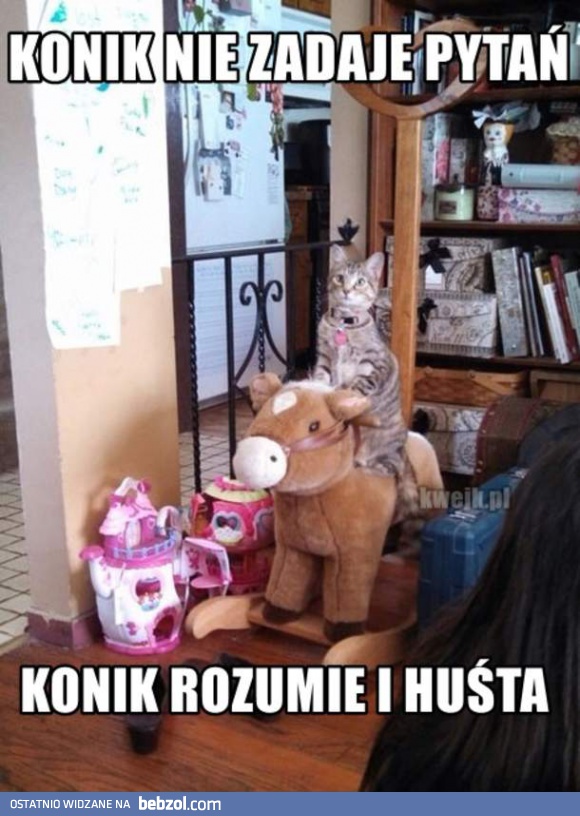 Konik nie zadaje pytań