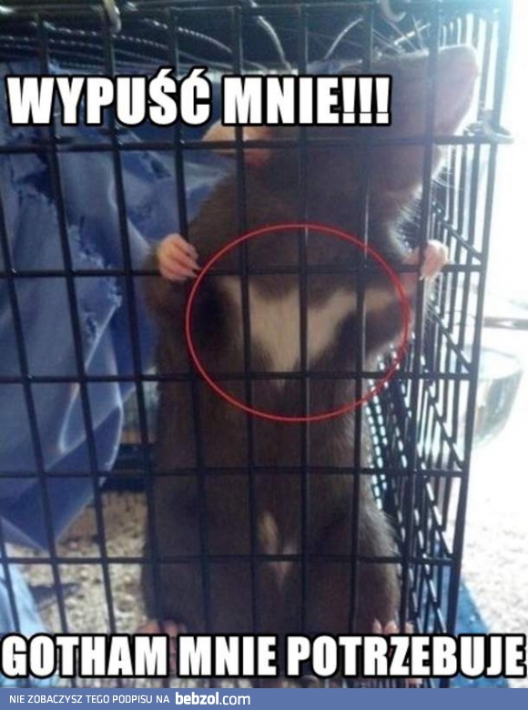 Wypuść mnie!