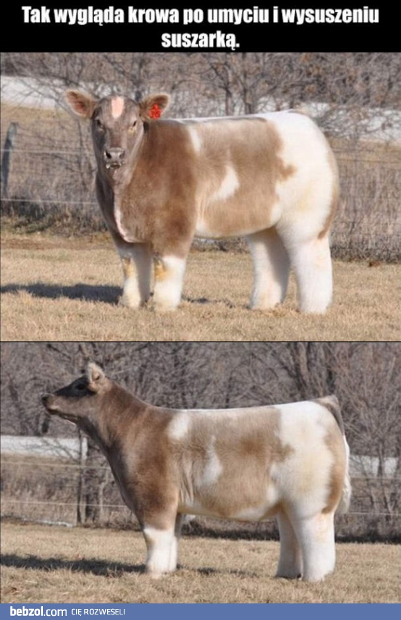 Krowa po kąpieli